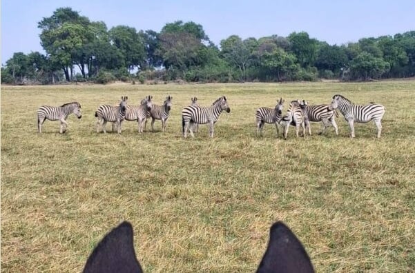 6 Day Okavango Delta Horseback Safari in Botswana